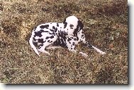 Dalmatinac, Dalmatian