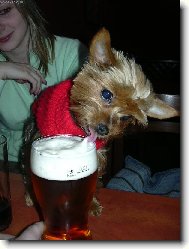 Jorkšírský terier, Yorkshire Terrier,