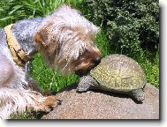 Jorkšírský terier, Yorkshire Terrier,