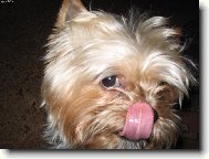 Jorkšírský terier, Yorkshire Terrier,
