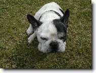 Bouledogue francais, French Bulldog