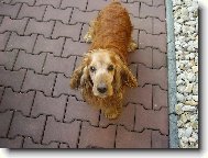 English Cocker Spaniel