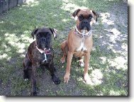 Deutscher Boxer