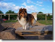 Shetland Sheepdog