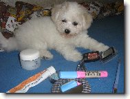 Bichon á poil frisé, Bichon Frise