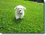 Bichon á poil frisé, Bichon Frise