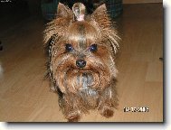 Jorkšírský terier, Yorkshire Terrier,