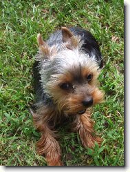 Jorkšírský terier, Yorkshire Terrier,
