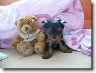 Jorkšírský terier, Yorkshire Terrier,