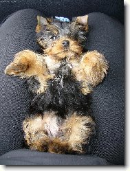Jorkšírský terier, Yorkshire Terrier,