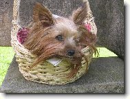 Jorkšírský terier, Yorkshire Terrier,