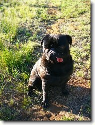 Pug