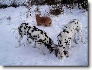 Dalmatinac, Dalmatian