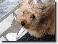 Cairn Terrier