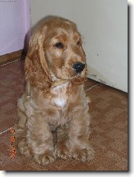English Cocker Spaniel