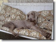 Weimaraner, Weimaraner Vorsterhund