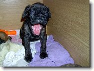 Deutscher Boxer