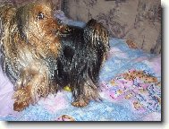 Jorkšírský terier, Yorkshire Terrier,