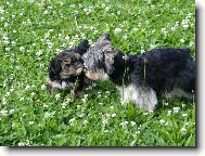 Jorkšírský terier, Yorkshire Terrier,