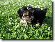 Jorkšírský terier, Yorkshire Terrier,