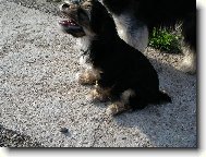 Jorkšírský terier, Yorkshire Terrier,