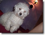 Bichon á poil frisé, Bichon Frise