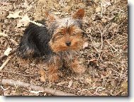 Jorkšírský terier, Yorkshire Terrier,