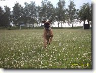 Deutscher Boxer