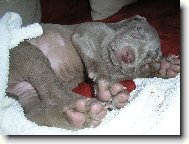Weimaraner, Weimaraner Vorsterhund