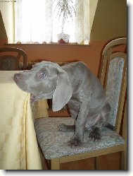 Weimaraner, Weimaraner Vorsterhund