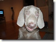 Weimaraner, Weimaraner Vorsterhund