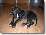 Deutsche Dogge