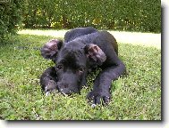 Deutsche Dogge