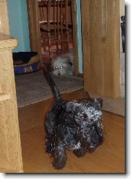 Czech Terrier