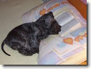 Czech Terrier