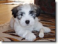 Coton de Tulear