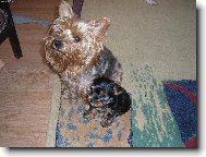 Jorkšírský terier, Yorkshire Terrier,