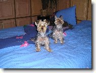 Jorkšírský terier, Yorkshire Terrier,