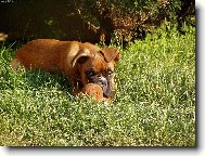 Deutscher Boxer