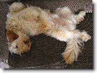 Jorkrsk terier, Yorkshire Terrier,