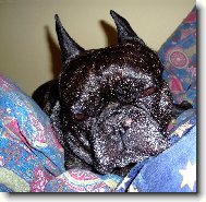Bouledogue francais, French Bulldog