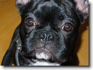 Bouledogue francais, French Bulldog