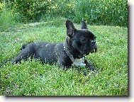 Bouledogue francais, French Bulldog