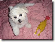 Bichon á poil frisé, Bichon Frise