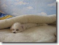 Bichon á poil frisé, Bichon Frise