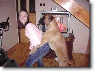 Deutscher Boxer