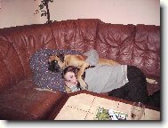 Deutscher Boxer