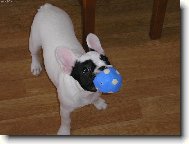 Bouledogue francais, French Bulldog