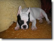 Bouledogue francais, French Bulldog