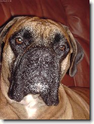 Deutscher Boxer